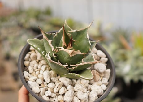 Agave titanota　白鯨　B No.４