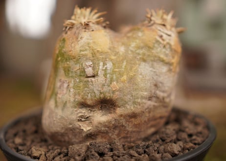 パキポディウム　エブレネウム　Pachypodium eburneum