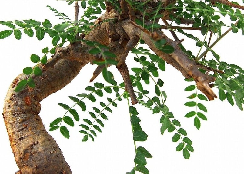 Boswellia neglecta ボスウェリア ネグレクタ | mana's green: Boswellia neglecta ボスウェリア ネグレクタ | mana's green: