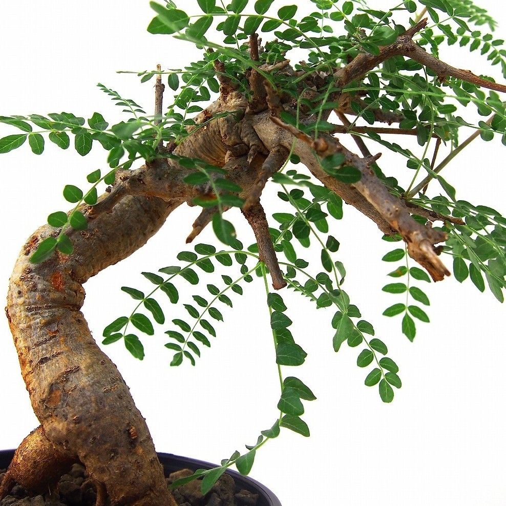 Boswellia neglecta ボスウェリア ネグレクタ | mana's farm:塊