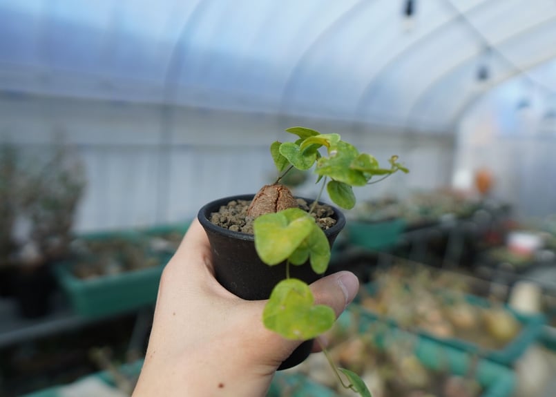 亀甲竜 Dioscorea elephantipes C1 | mana's farm:塊根植