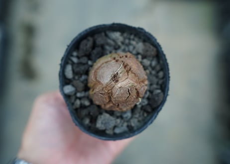 亀甲竜　Dioscorea elephantipes　No.6