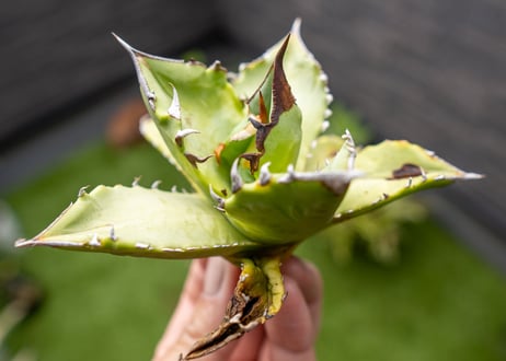 Agave Sowing seeds NO.6