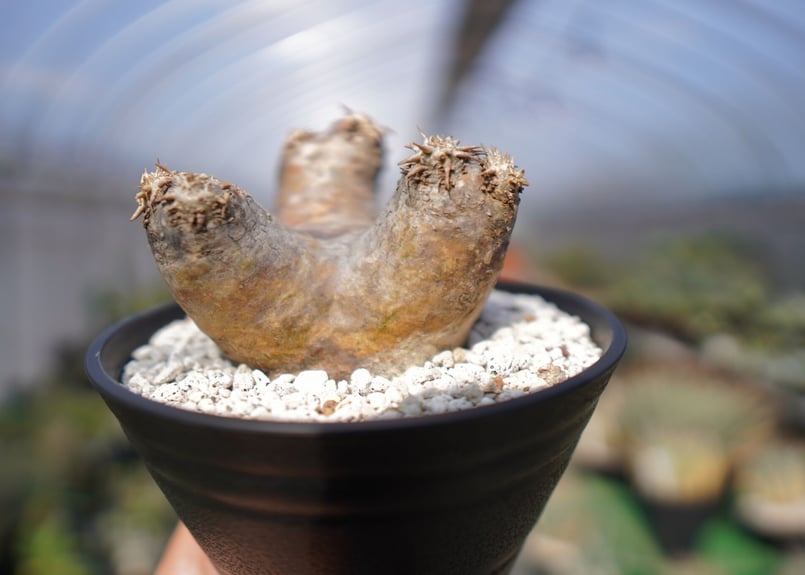 パキポディウム エブレネウム Pachypodium eburneum ① パキポディウム エブレネウム Pachypodium eburneum No.1 | mana