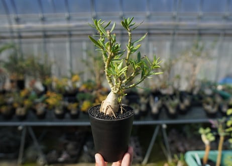 パキポディウム　ビスピノーサム　Pachypodium bispinosum No.1