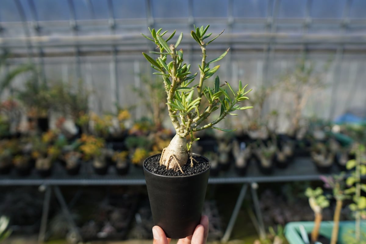 パキポディウム ビスピノーサム Pachypodium bispinosum No.1 | m