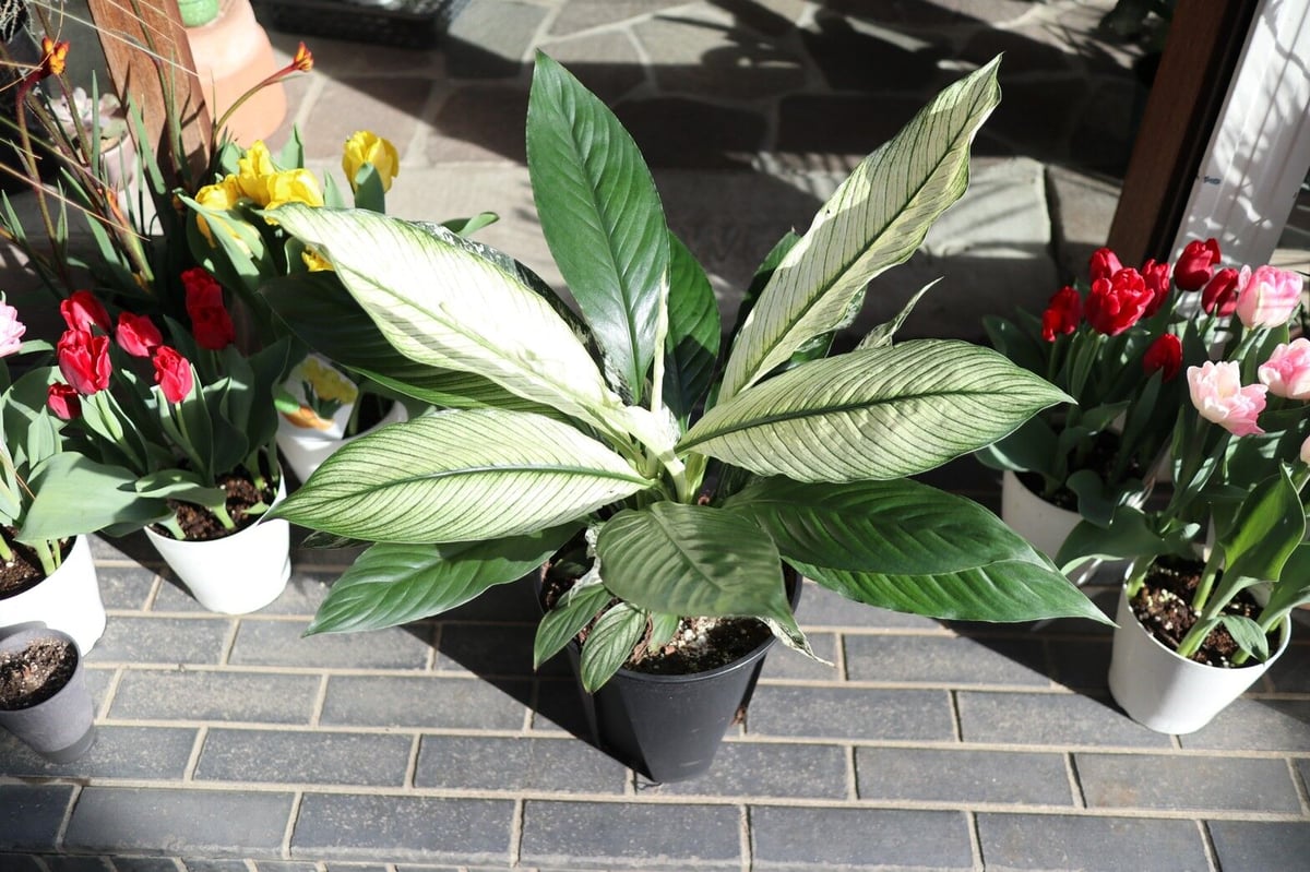 観葉植物　スパティフィラム センセーション　大型 Amazon｜スパティフィラム・センセーション 大苗 10号 観葉植物