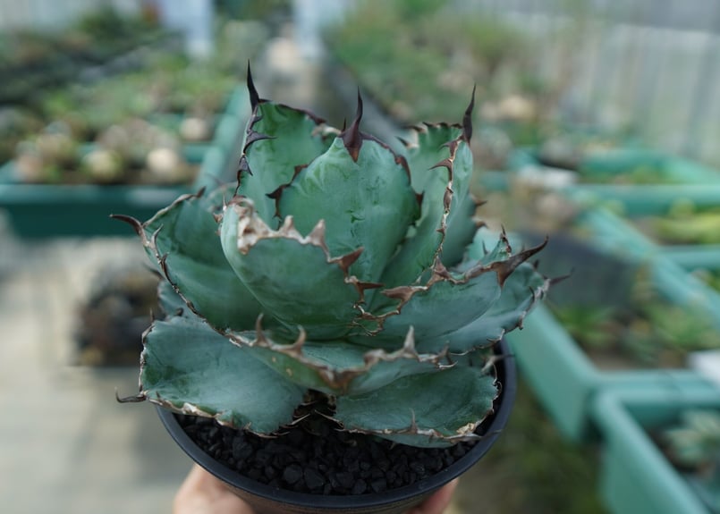 アガベ チタノタ ブラックアンドブルー Agave titanota black