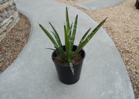 ユッカ　カルネロサーナ Yucca carnerosana  No.2