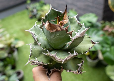 Agave White flame B 白火焔  NO.3