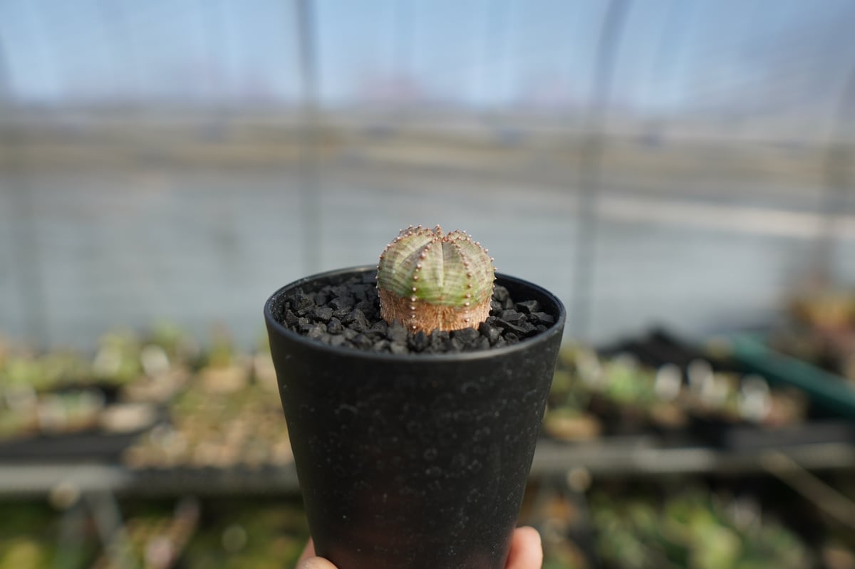 fit=scale-down,w=1200 fit=scale-down,w=1200