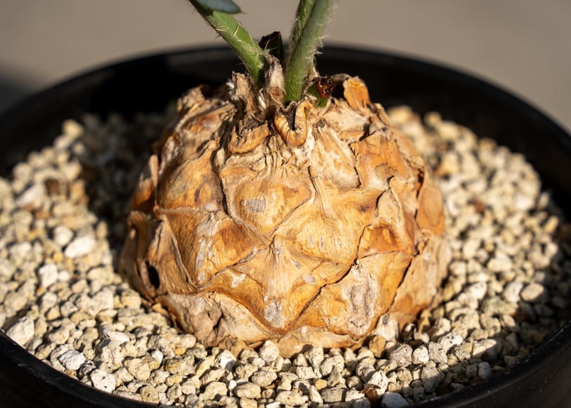 エンセファラルトス ホリダス | mana's farm:塊根植物・アガベ・ドライ