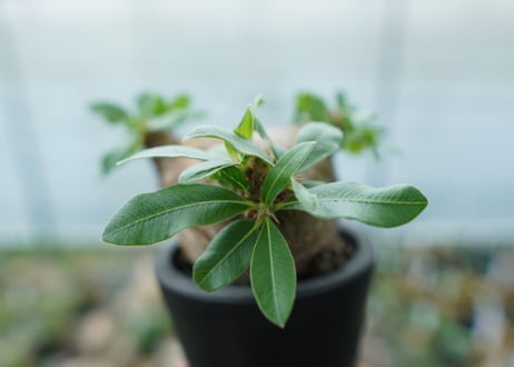 パキポディウム　マカイエンセ　Pachypodium makayense No.3