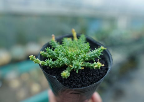 ユーフォルビア　ゴルゴニス　Euphorbia gorgonis  No.3