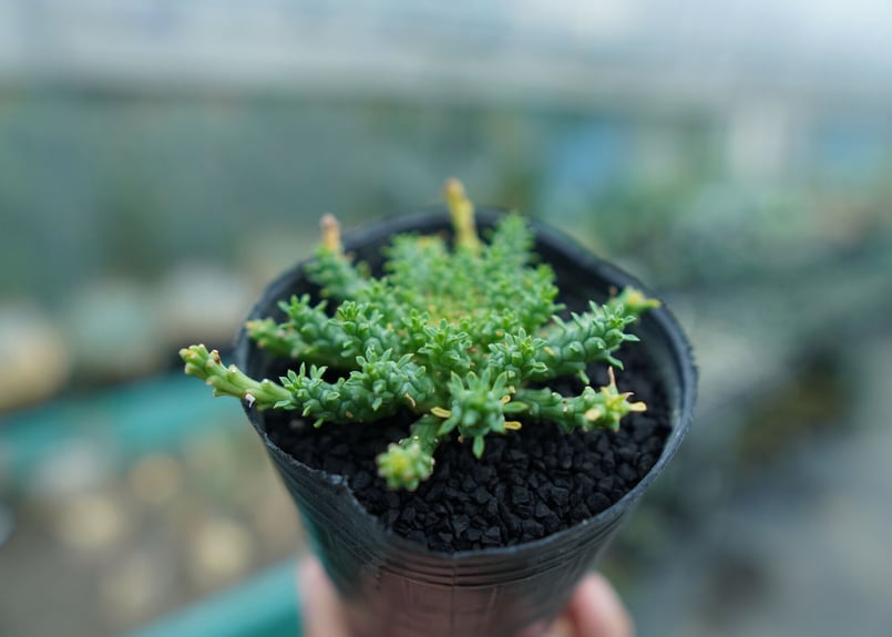 【大株】【圧巻】ユーフォルビアゴルゴニス実生　黒ポット付き ユーフォルビア ゴルゴニス Euphorbia gorgonis No.3 | mana's