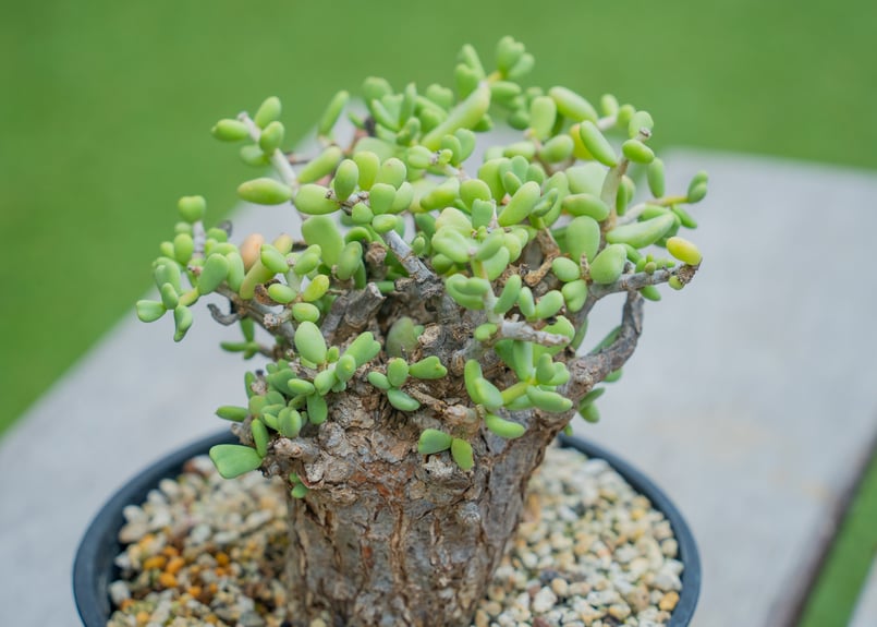 ケラリア ピグマエア | mana's farm:塊根植物・アガベ・ドライガーデン