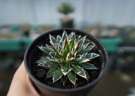 アガベ　フィリフェラ　シディゲラ　agave filifera ssp. schidigera 　No.1