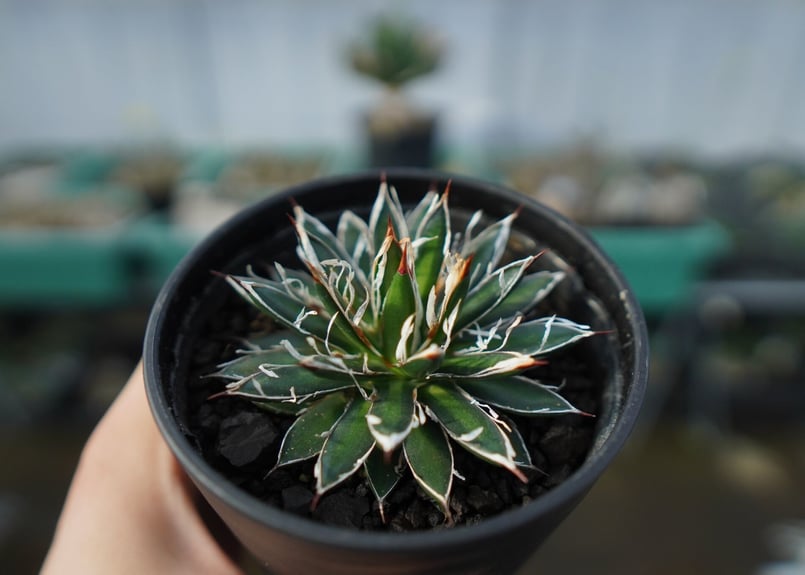 アガベ　シグマトフィラ Yahoo!オークション -「アガベ シグマトフィラ」の落札相場