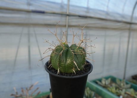ユーフォルビア　スーパーバリダ　Euphorbia super valida  No.1
