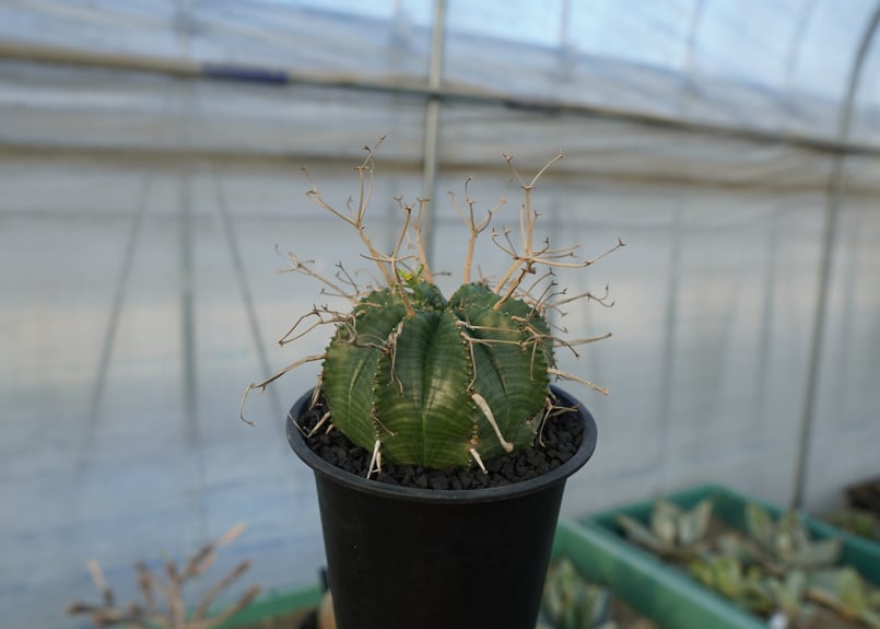 ユーフォルビア スーパーバリダ Euphorbia super valida No.1 |