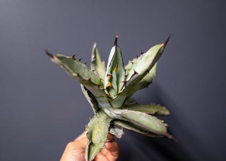 Agave titanota Agave B&B No.4