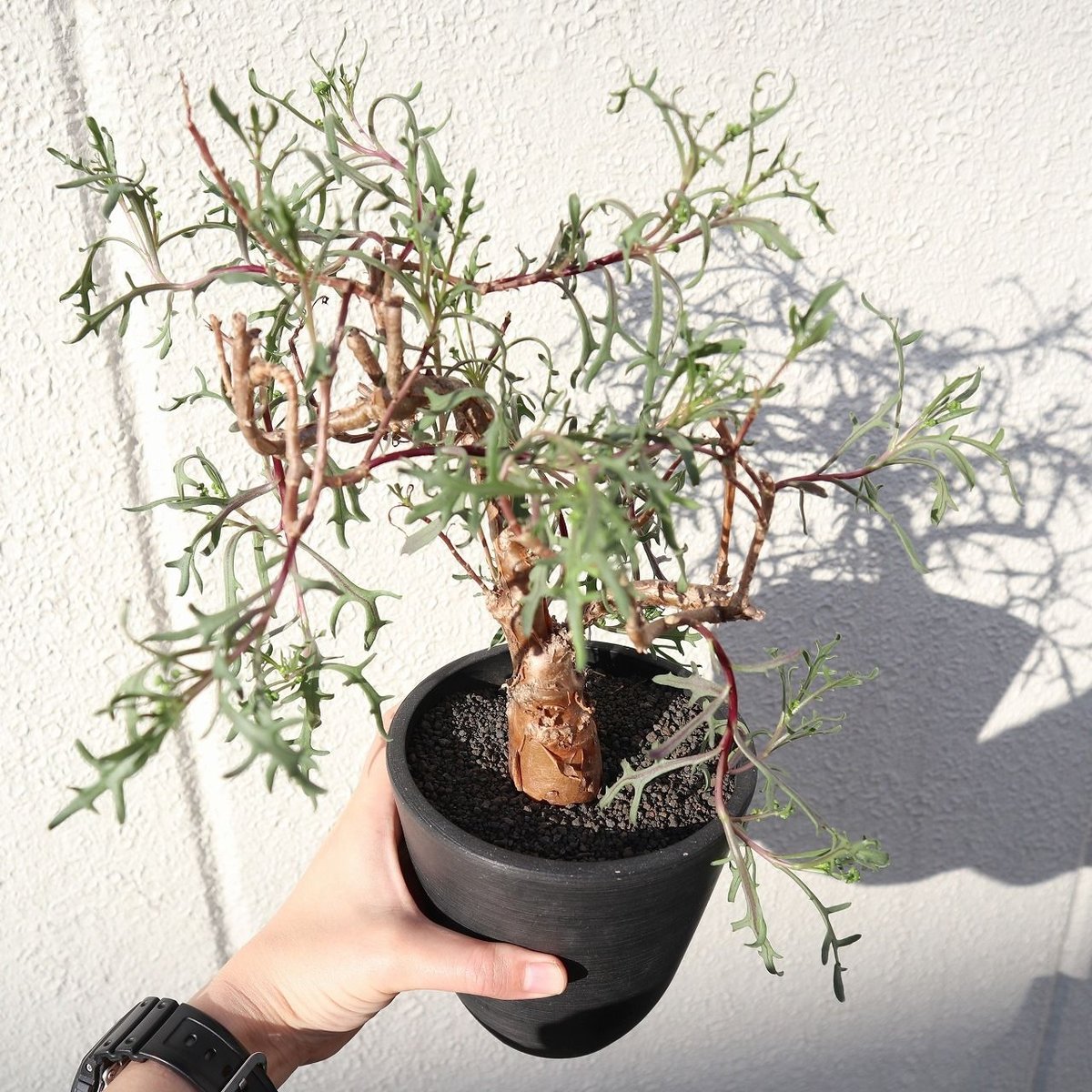 オトンナ ロバタ | mana's farm:塊根植物・アガベ・ドライガーデン植物