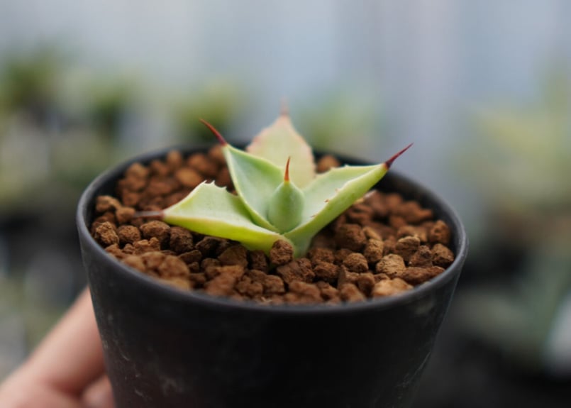 アガベ 雷神 《1》 | mana's farm:塊根植物・アガベ・ドライガーデン