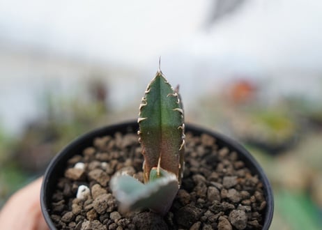 agave　鬼爪　雪峰　№10