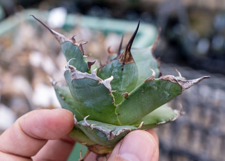 Agave titanota hades No.2