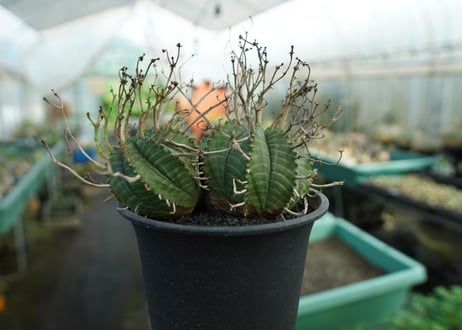 ユーフォルビア　スーパーバリダ　Euphorbia super valida  No.1