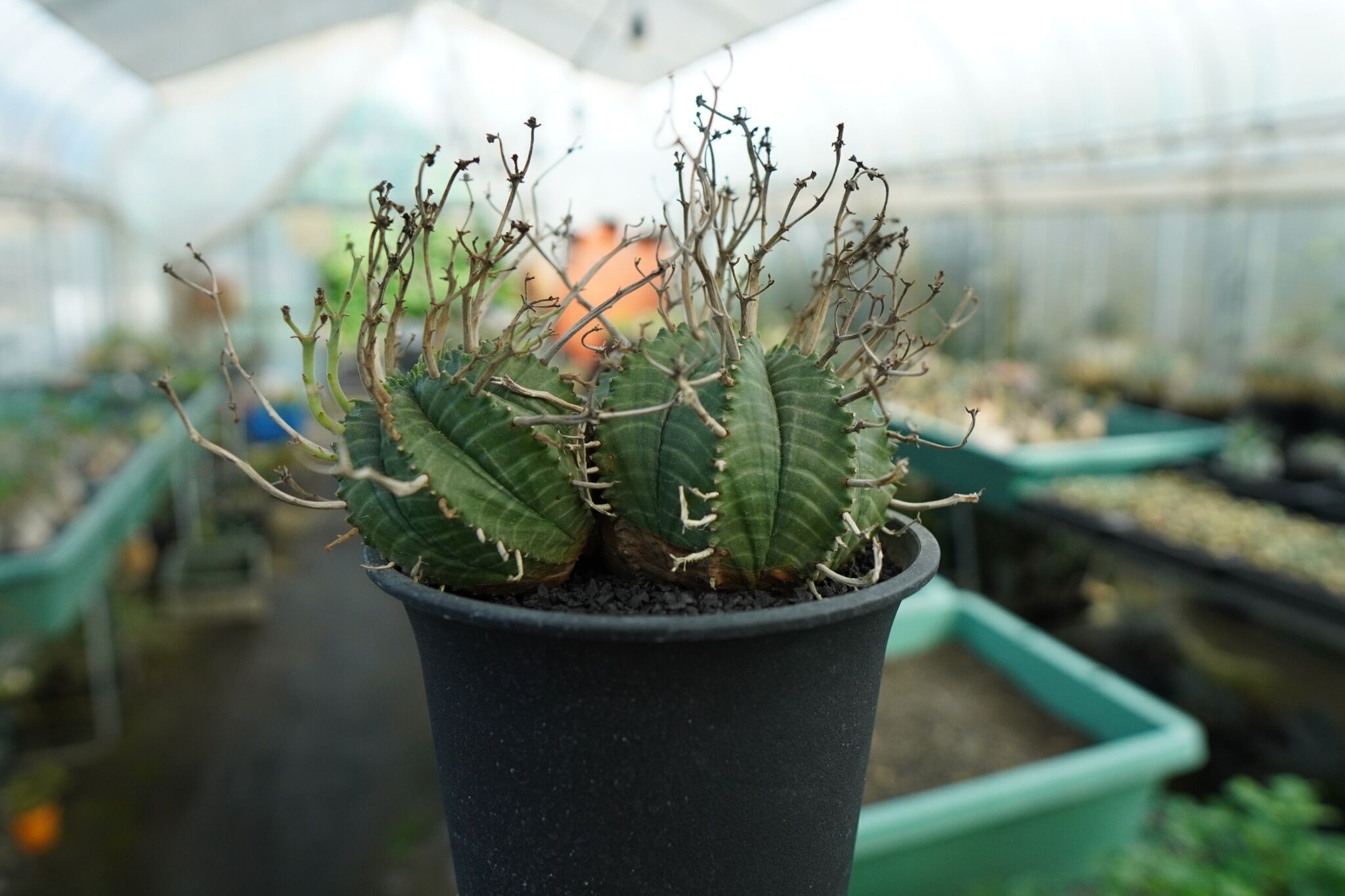 ユーフォルビア スーパーバリダ Euphorbia super valida No.1 | mana's