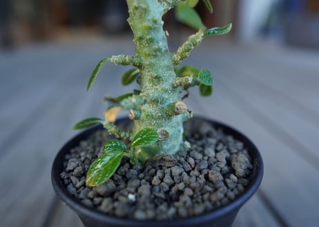 ドルステニア　ギガス　Dorstenia gigas