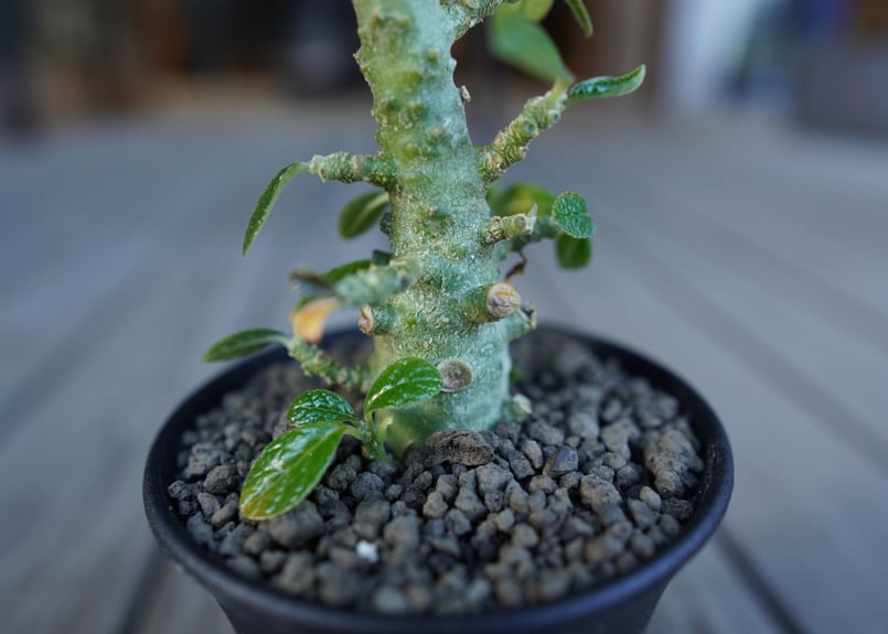 ドルステニア ギガス　Dorstenia gigas塊根植物（特大美株）