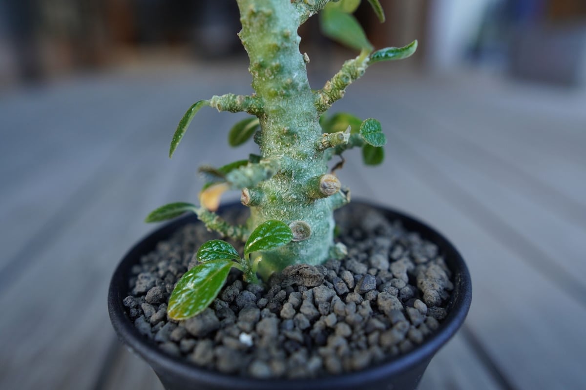 ドルステニア ギガス 20粒