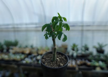 アデニア　グラウカ　Adenia glauca