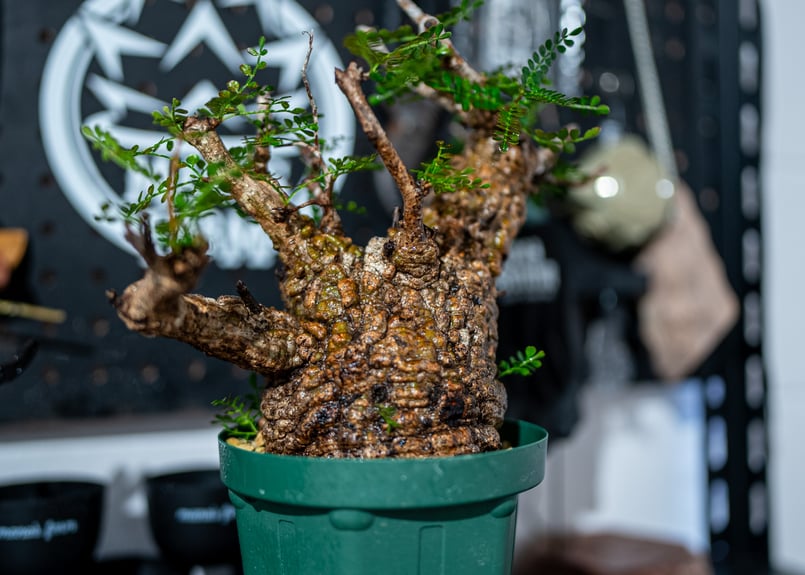 オペルクリカリア パキプス Operculicarya pachypus No.1 | man