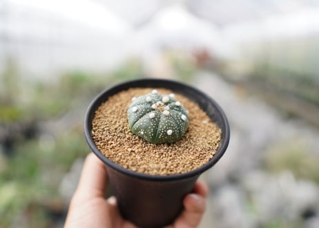 兜丸　アストロフィツム
