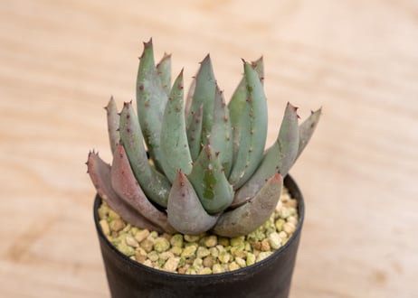 CATEGORY アロエ | mana's green:塊根植物販売|マナズグリーン CATEGORY アロエ | mana's green:塊根植物販売|マナズグリーン