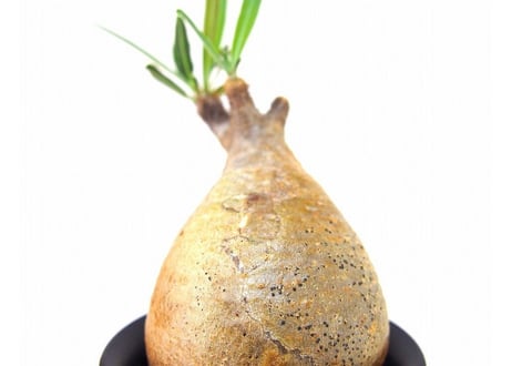 Pachypodium Gracilius パキポディウム  グラキリス  №10 little