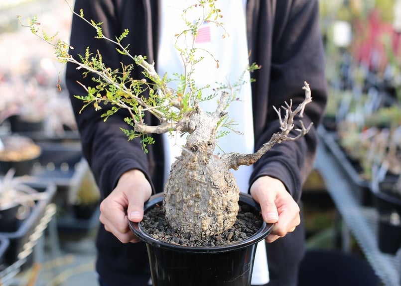 オペルクリカリア パキプス | mana's farm:塊根植物・アガベ・ドライ