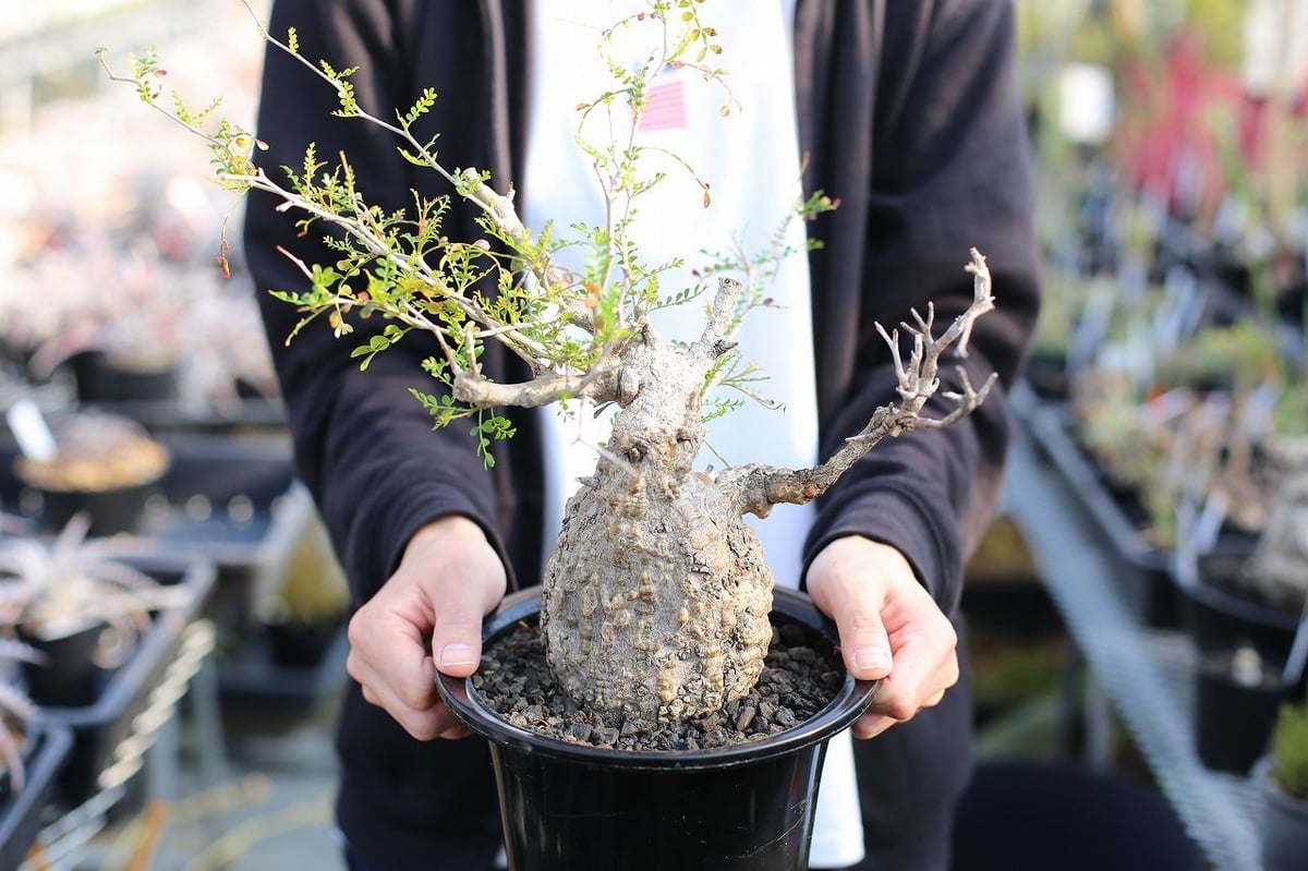 オペルクリカリア パキプス | mana's farm:塊根植物・アガベ・ドライ