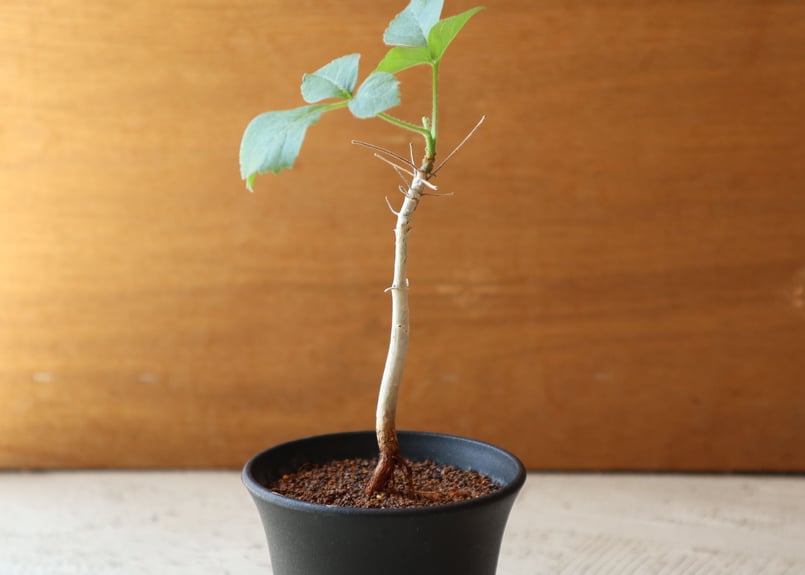 ソ*エ様 塊根植物 コミフォラ 鉢植え これから芽吹きます！ 発根済みの