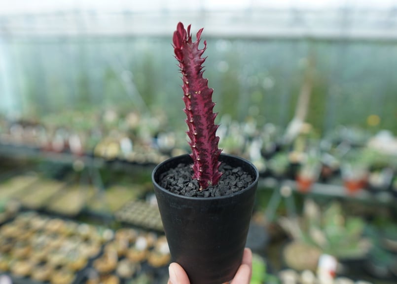 ユーフォルビア トリゴナ Euphorbia trigona | mana's farm:塊根