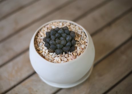 ハオルチア　オブツーサ　Haworthia obtusa