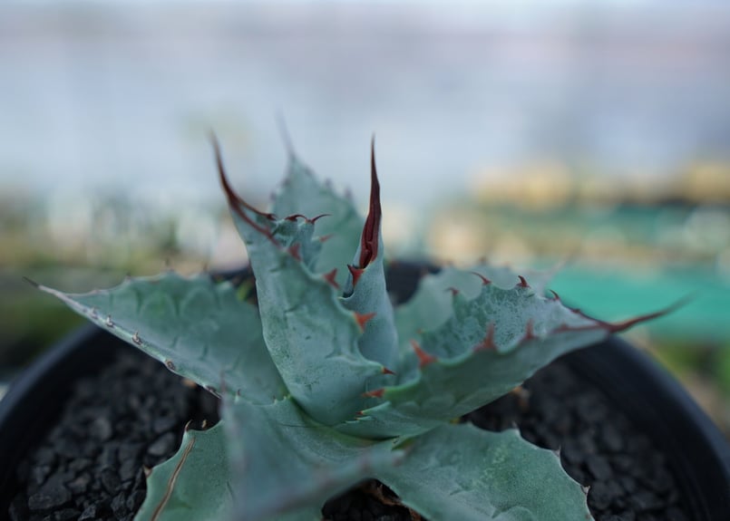 アガベ パラサナ ”トライアンファント” Agave Parrasana 