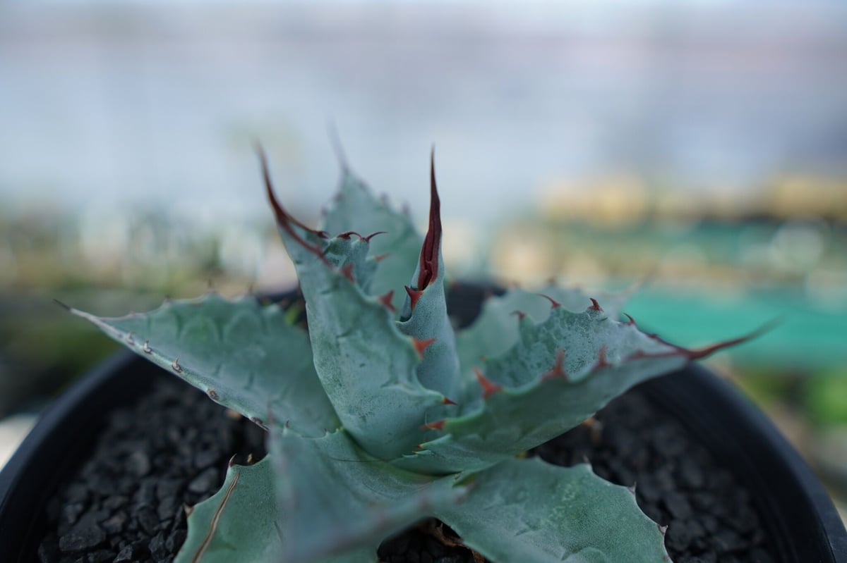 アガベ パラサナ ”トライアンファント” Agave Parrasana 