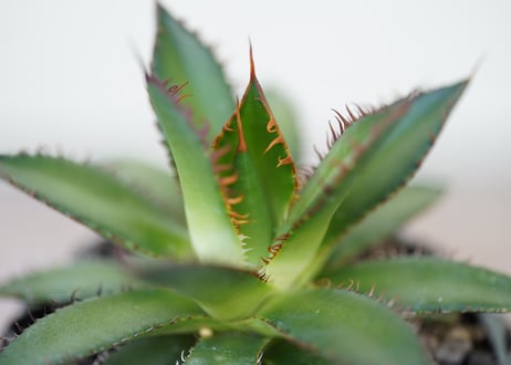 Agave horrida