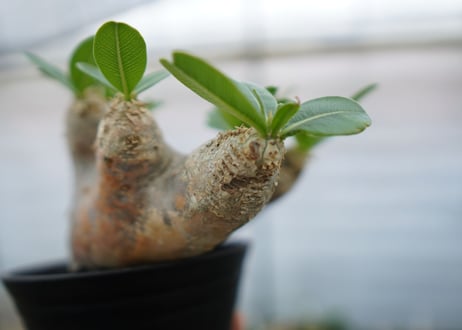 パキポディウム　エブレネウム　Pachypodium eburneum　No.1