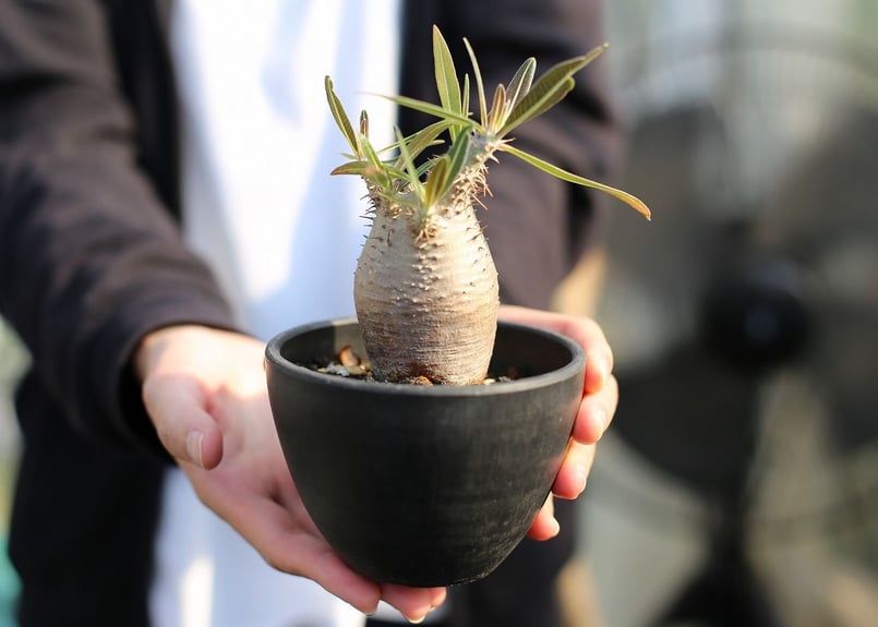 パキポディウム カクチペス | mana's farm:塊根植物・アガベ・ドライ