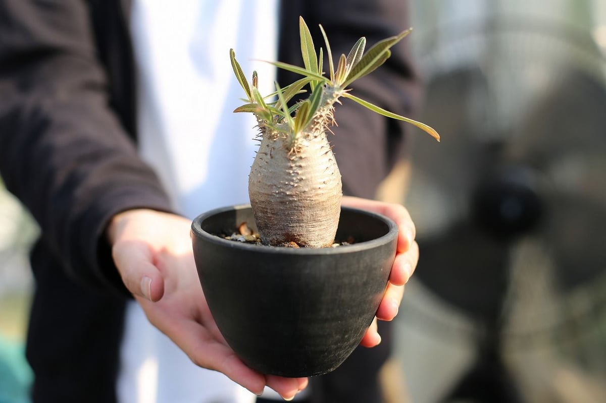 塊根植物　パキポディウム 　カクチペス パキポディウム カクチペス【観葉植物 2.5号ミニサイズ 塊根植物